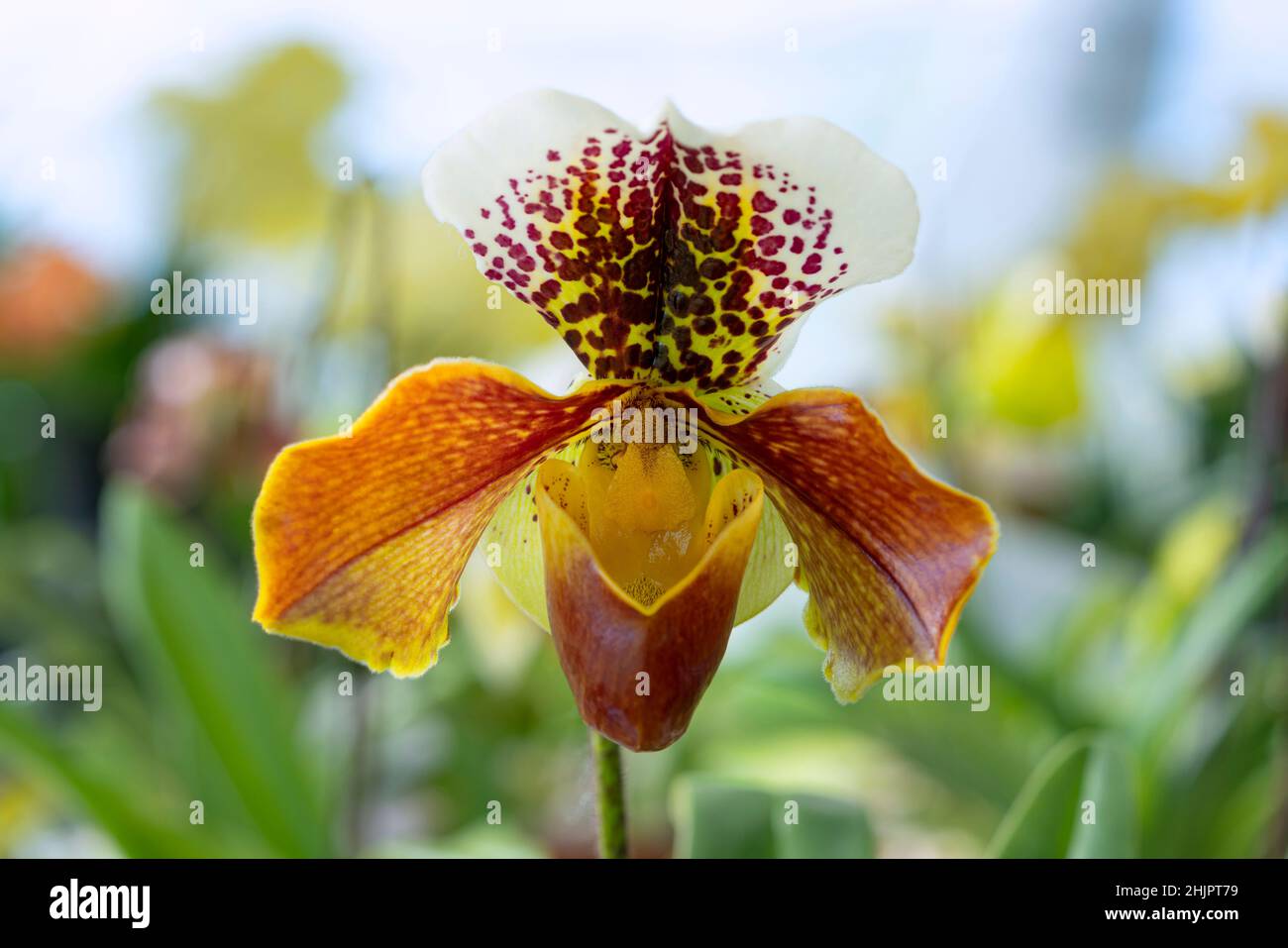 Paphiopedilum, Lady`s Slipper. slipper orchid. Variety of Lady Slipper. Paphiopedilum concolor. godefroyae. leucochilum. Meaning is the goddess of lov Stock Photo